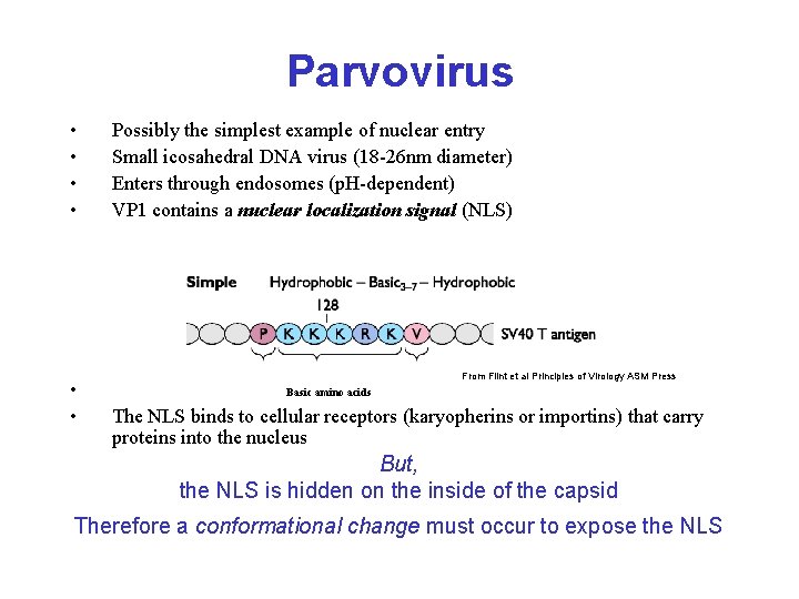 Parvovirus • • • Possibly the simplest example of nuclear entry Small icosahedral DNA