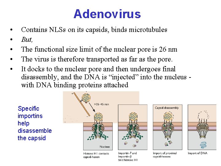 Adenovirus • • • Contains NLSs on its capsids, binds microtubules But, The functional