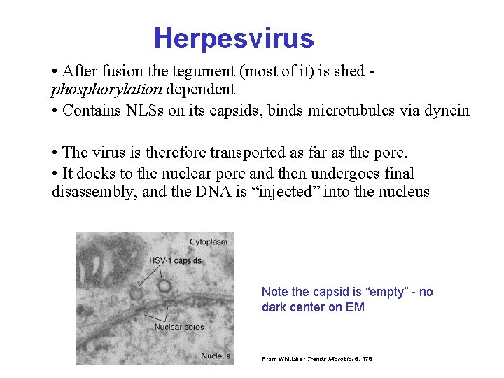 Herpesvirus • After fusion the tegument (most of it) is shed phosphorylation dependent •