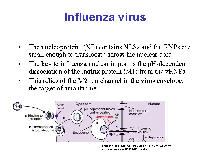 Influenza virus • • • The nucleoprotein (NP) contains NLSs and the RNPs are