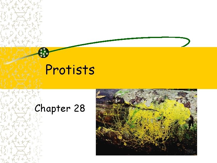 Protists Chapter 28 