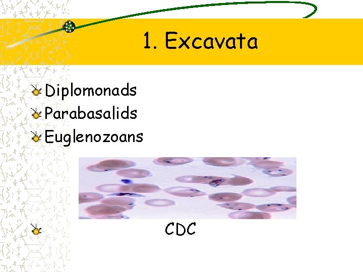 1. Excavata Diplomonads Parabasalids Euglenozoans CDC 