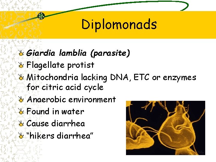 Diplomonads Giardia lamblia (parasite) Flagellate protist Mitochondria lacking DNA, ETC or enzymes for citric