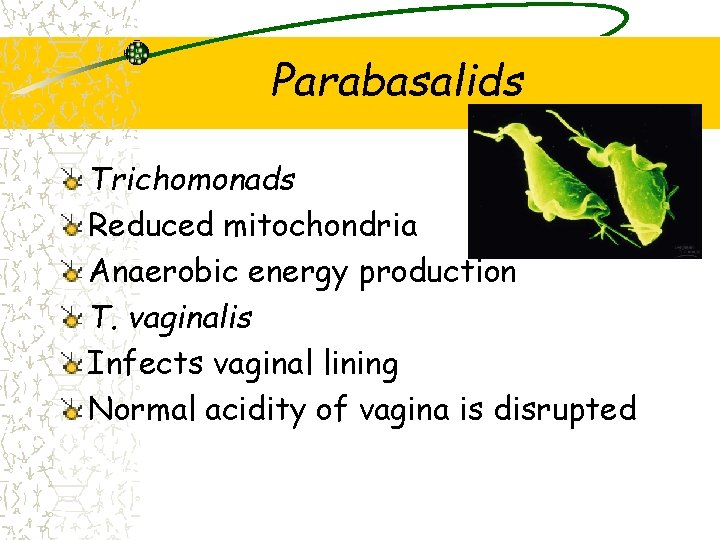 Parabasalids Trichomonads Reduced mitochondria Anaerobic energy production T. vaginalis Infects vaginal lining Normal acidity