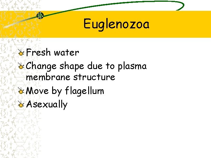 Euglenozoa Fresh water Change shape due to plasma membrane structure Move by flagellum Asexually