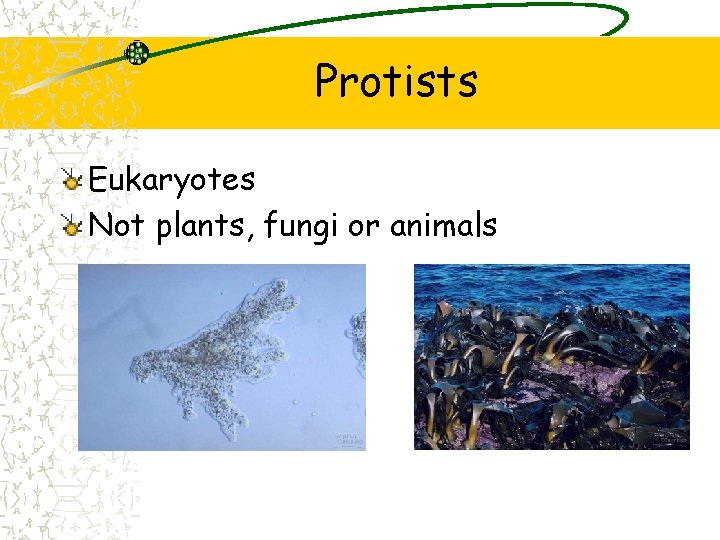 Protists Eukaryotes Not plants, fungi or animals 