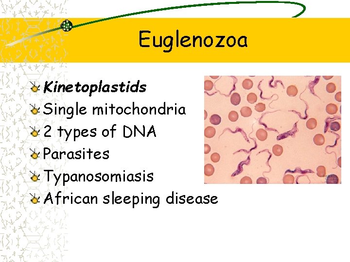 Euglenozoa Kinetoplastids Single mitochondria 2 types of DNA Parasites Typanosomiasis African sleeping disease 