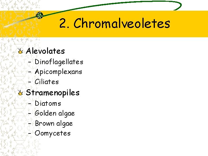 2. Chromalveoletes Alevolates – Dinoflagellates – Apicomplexans – Ciliates Stramenopiles – – Diatoms Golden