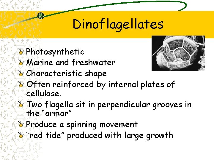 Dinoflagellates Photosynthetic Marine and freshwater Characteristic shape Often reinforced by internal plates of cellulose.