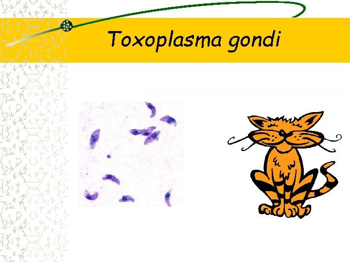 Toxoplasma gondi 