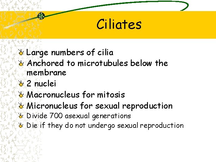 Ciliates Large numbers of cilia Anchored to microtubules below the membrane 2 nuclei Macronucleus