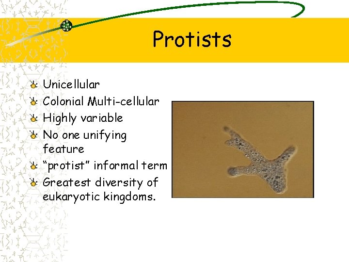 Protists Unicellular Colonial Multi-cellular Highly variable No one unifying feature “protist” informal term Greatest