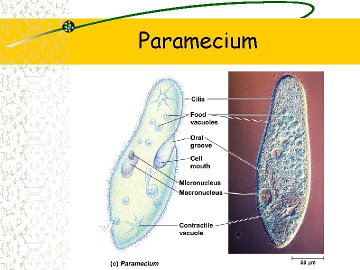 Paramecium 