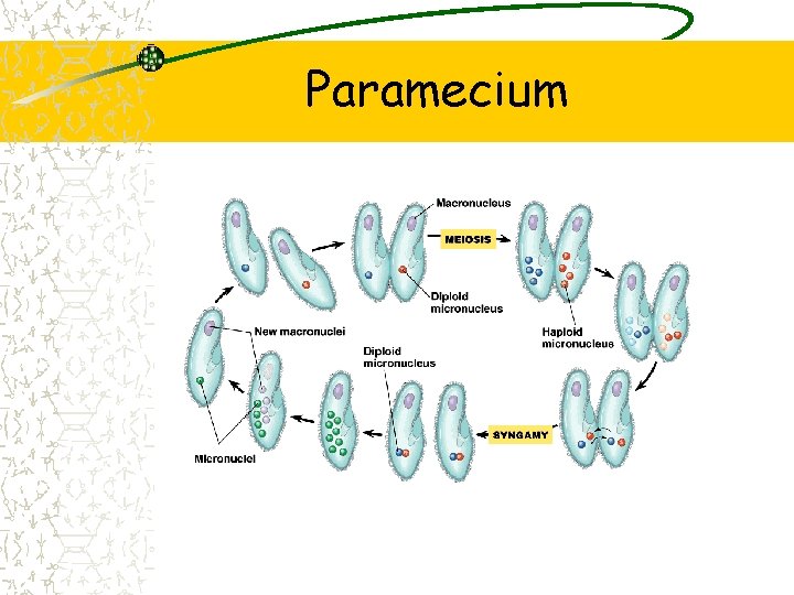 Paramecium 