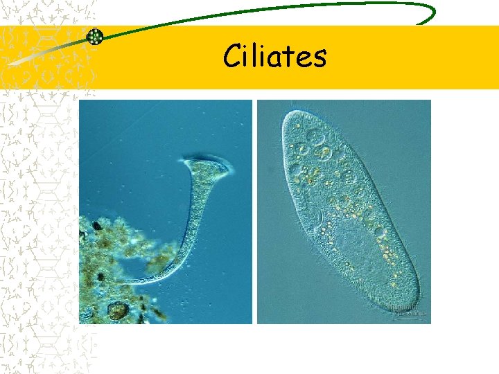 Ciliates 