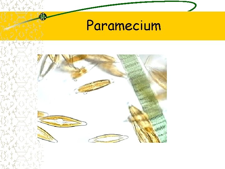 Paramecium 