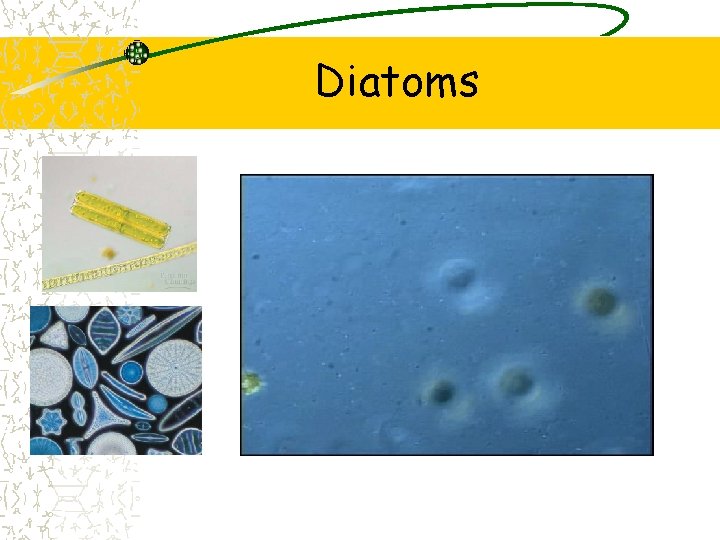 Diatoms 