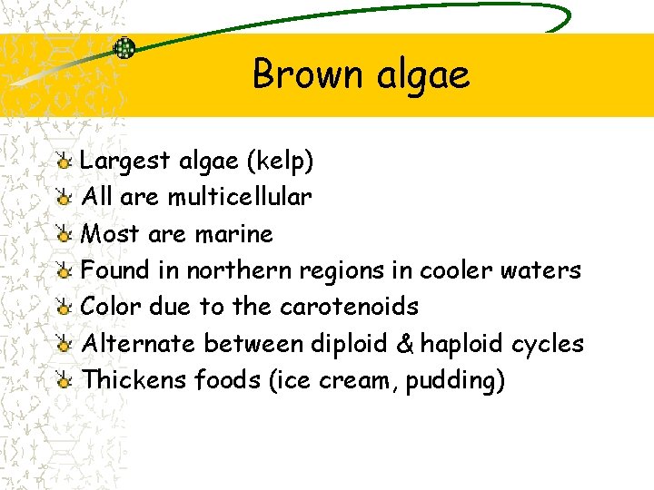 Brown algae Largest algae (kelp) All are multicellular Most are marine Found in northern