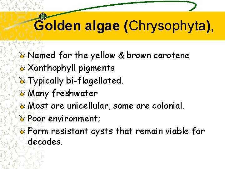 Golden algae (Chrysophyta), Named for the yellow & brown carotene Xanthophyll pigments Typically bi-flagellated.