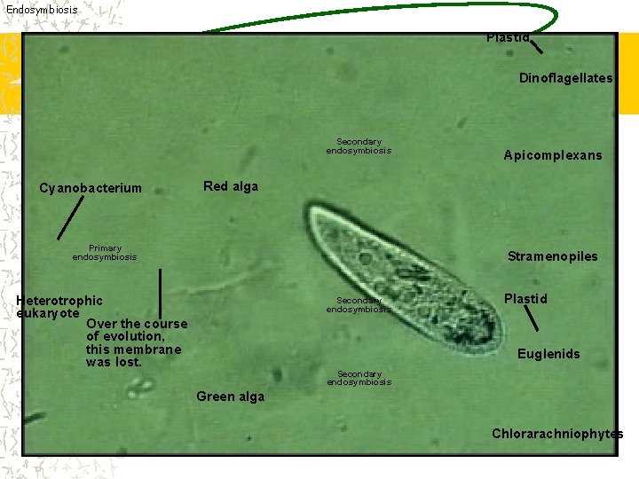 Endosymbiosis Plastid Dinoflagellates Secondary endosymbiosis Cyanobacterium Apicomplexans Red alga Primary endosymbiosis Stramenopiles Heterotrophic eukaryote