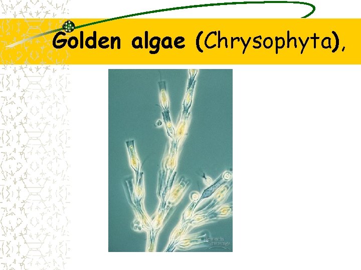 Golden algae (Chrysophyta), 