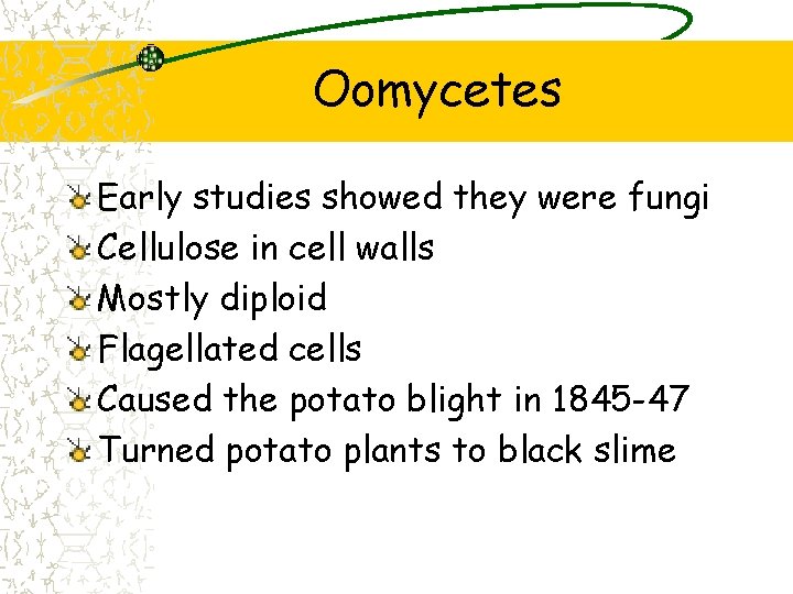 Oomycetes Early studies showed they were fungi Cellulose in cell walls Mostly diploid Flagellated