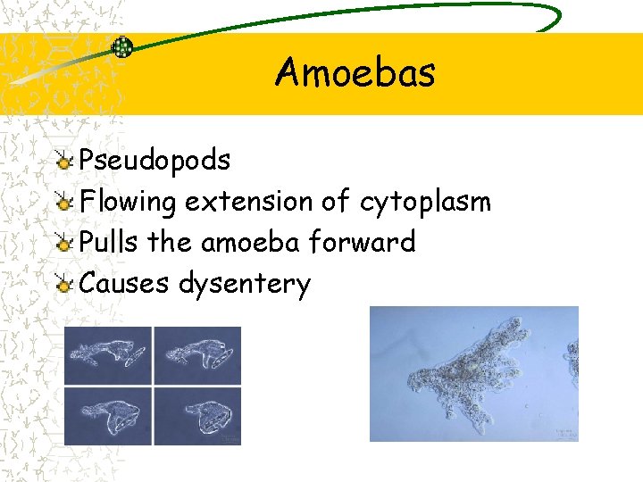 Amoebas Pseudopods Flowing extension of cytoplasm Pulls the amoeba forward Causes dysentery 