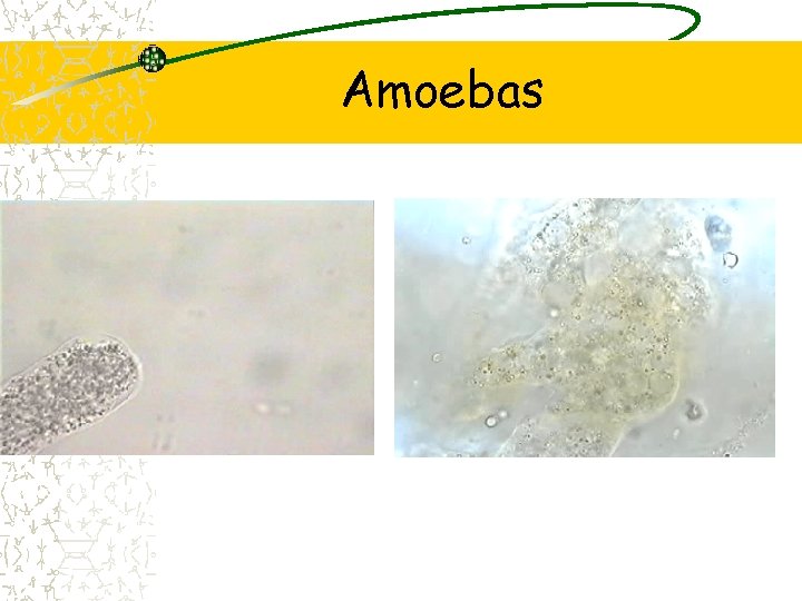 Amoebas 