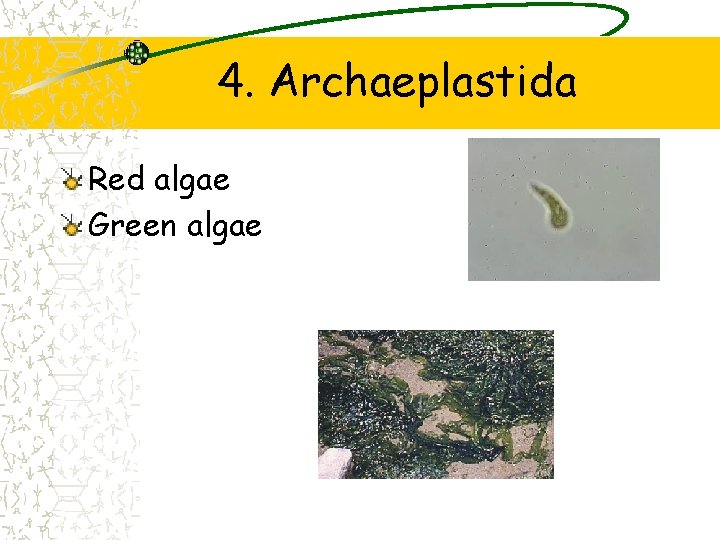 4. Archaeplastida Red algae Green algae 