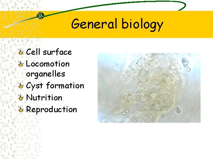 General biology Cell surface Locomotion organelles Cyst formation Nutrition Reproduction 