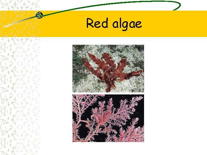 Red algae 