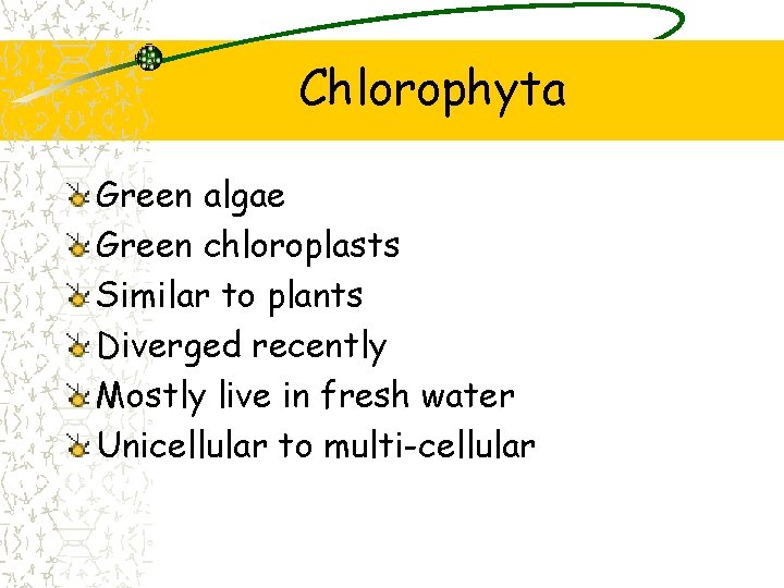 Chlorophyta Green algae Green chloroplasts Similar to plants Diverged recently Mostly live in fresh