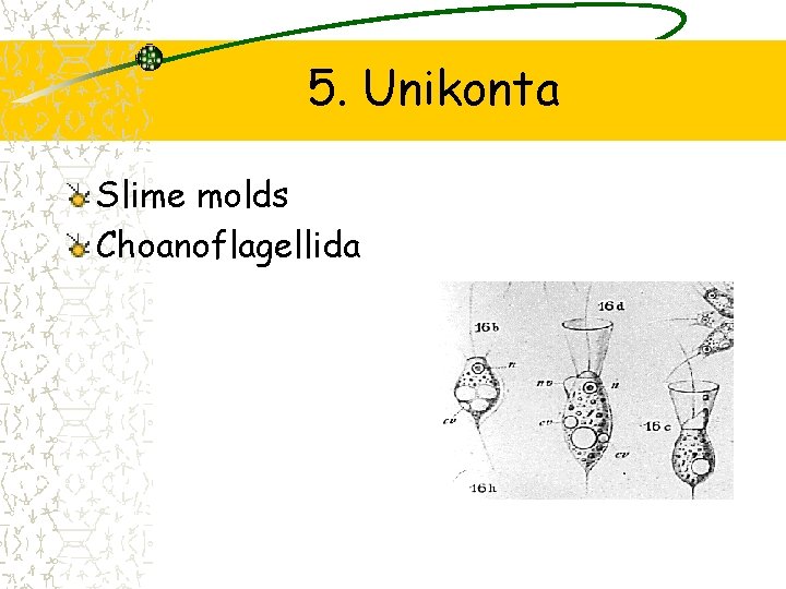 5. Unikonta Slime molds Choanoflagellida 