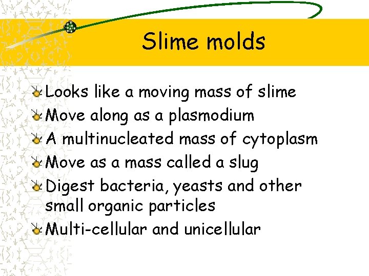 Slime molds Looks like a moving mass of slime Move along as a plasmodium