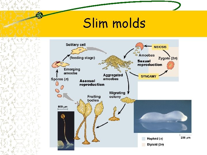 Slim molds 