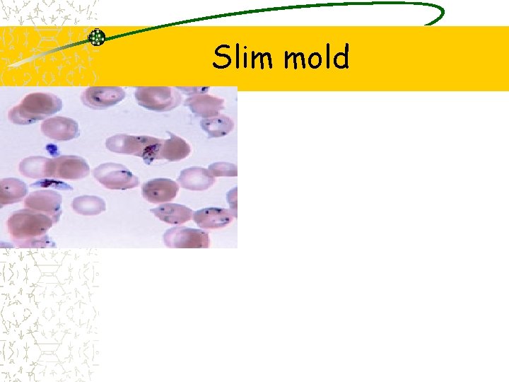 Slim mold 
