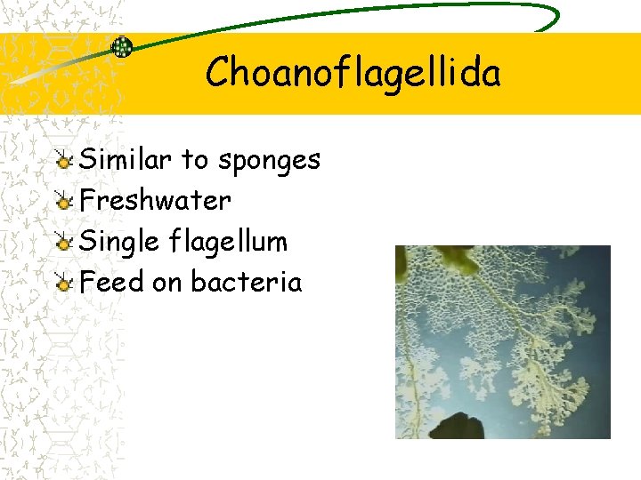 Choanoflagellida Similar to sponges Freshwater Single flagellum Feed on bacteria 