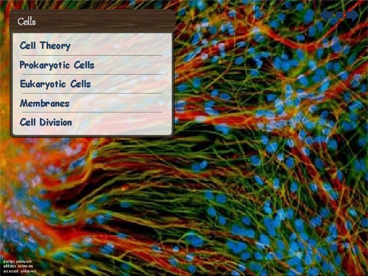 Cells Cell Theory Prokaryotic Cells Eukaryotic Cells Membranes Cell Division author unknown address unknown