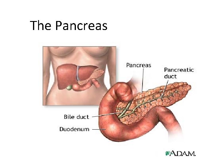 The Pancreas 