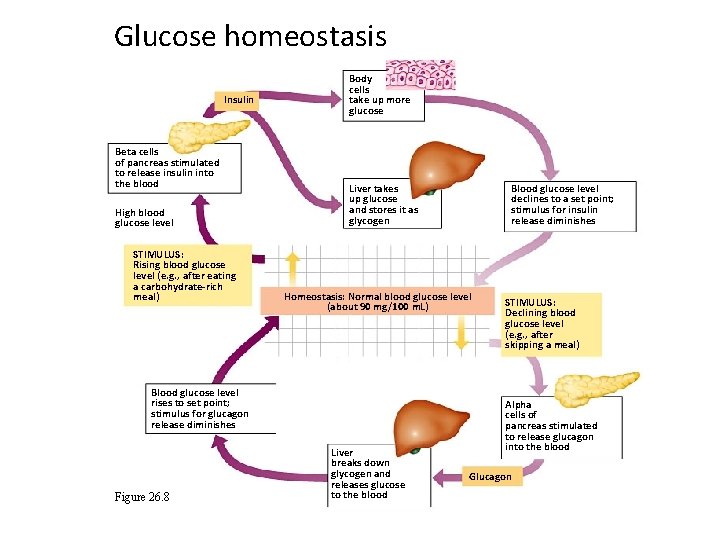 Glucose homeostasis Insulin Beta cells of pancreas stimulated to release insulin into the blood