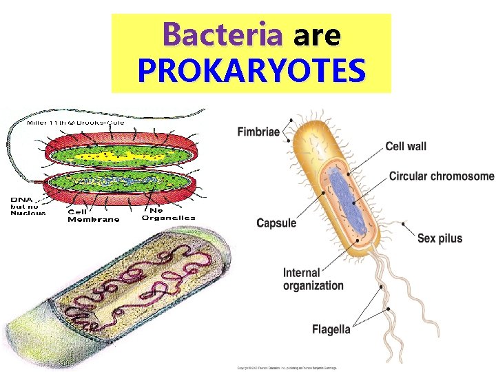 Bacteria are PROKARYOTES 1 