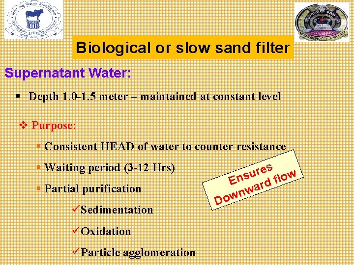 Biological or slow sand filter Supernatant Water: § Depth 1. 0 -1. 5 meter