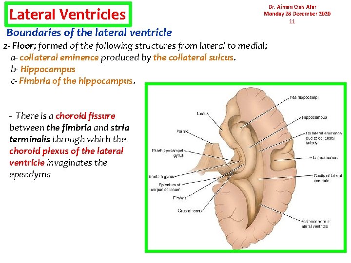 Lateral Ventricles Boundaries of the lateral ventricle Dr. Aiman Qais Afar Monday 28 December