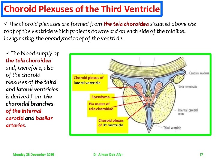 Choroid Plexuses of the Third Ventricle üThe choroid plexuses are formed from the tela