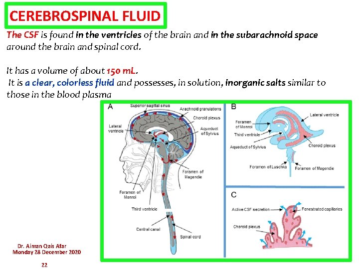 CEREBROSPINAL FLUID The CSF is found in the ventricles of the brain and in