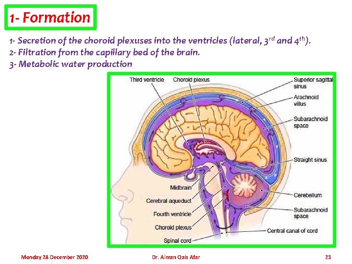 1 - Formation 1 - Secretion of the choroid plexuses into the ventricles (lateral,
