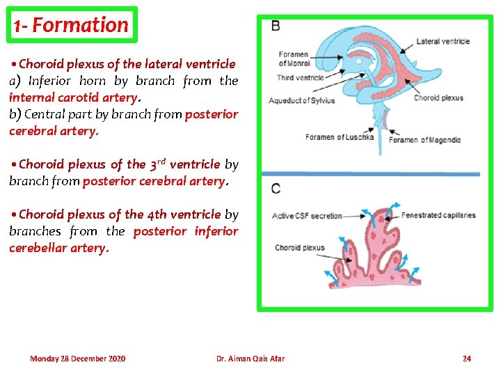 1 - Formation • Choroid plexus of the lateral ventricle a) Inferior horn by