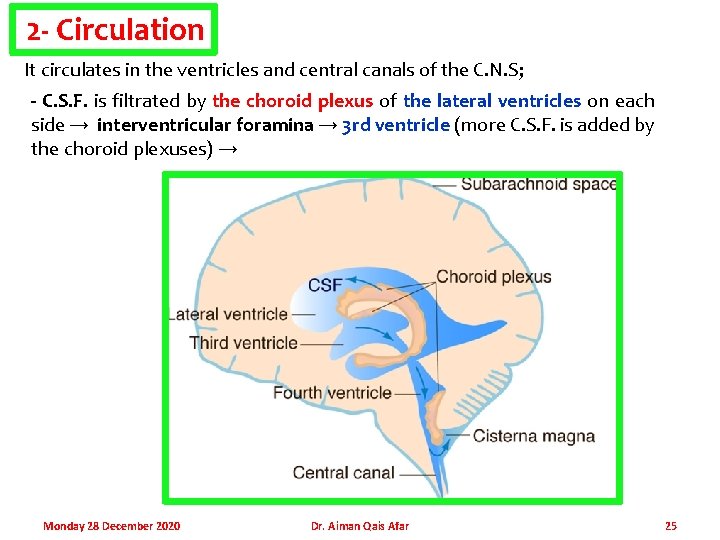 2 - Circulation It circulates in the ventricles and central canals of the C.