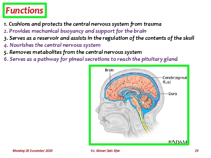 Functions 1. Cushions and protects the central nervous system from trauma 2. Provides mechanical