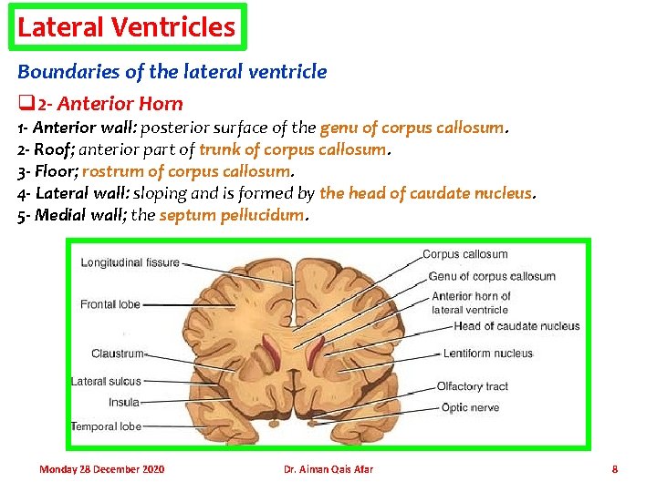 Lateral Ventricles Boundaries of the lateral ventricle q 2 - Anterior Horn 1 -